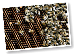 abeilles remplissant des alvéoles